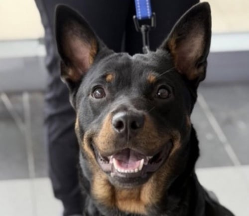 PETUNIA - Lancashire Heeler / Terrier available for adoption