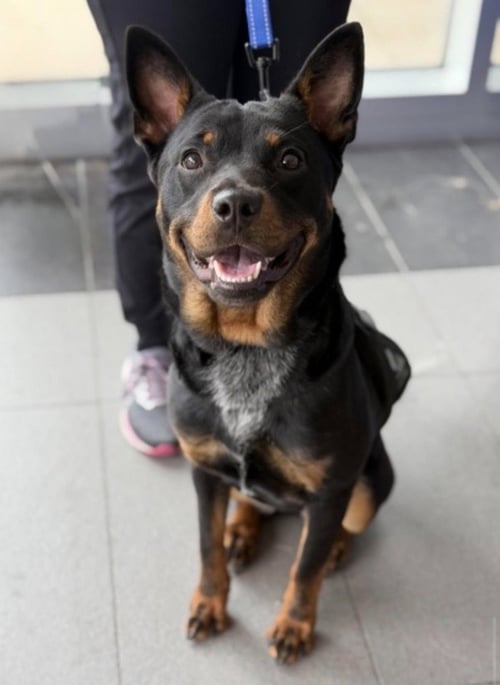PETUNIA - Lancashire Heeler / Terrier available for adoption