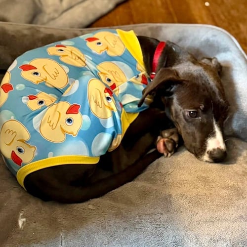 MARLEY2 - Terrier / Terrier available for adoption