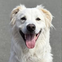 Riley - Photo 1