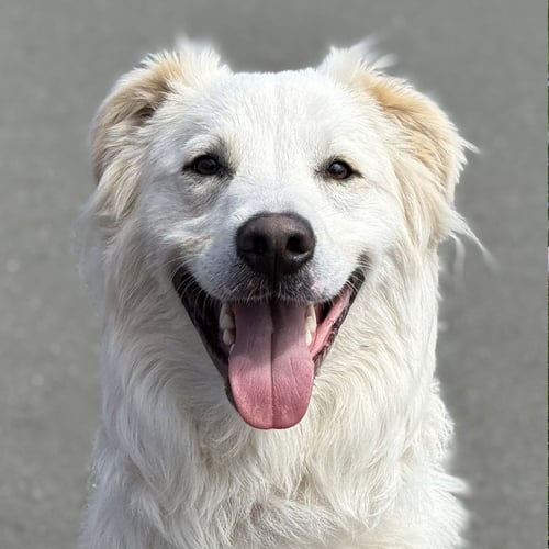 RILEY - Terrier available for adoption