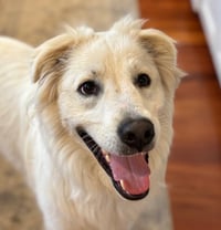 Riley - Photo 4