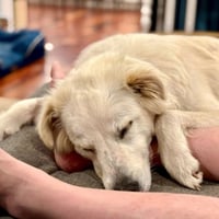 Riley - Photo 4