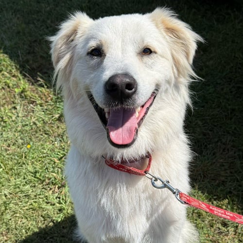 RILEY - Terrier available for adoption