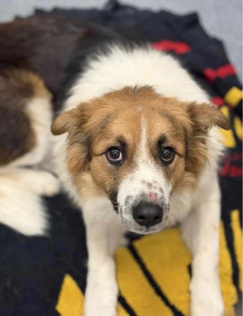 PEPPER - Terrier available for adoption