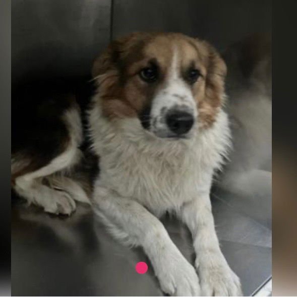 PEPPER - Terrier available for adoption