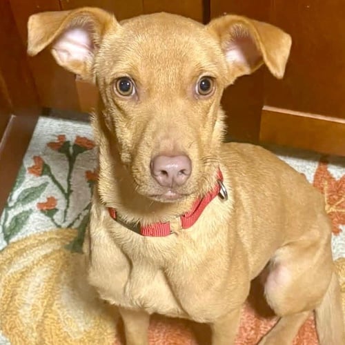 DANIELA - Terrier / Terrier available for adoption