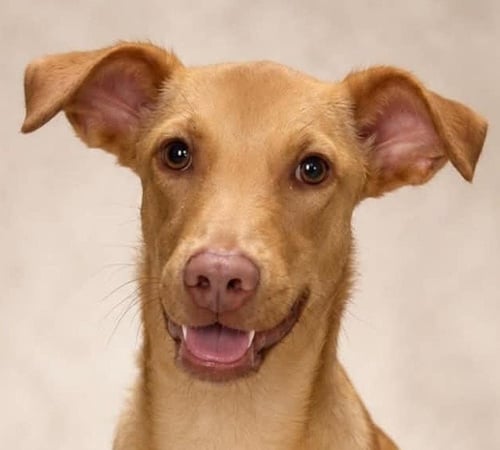 DANIELA - Terrier / Terrier available for adoption