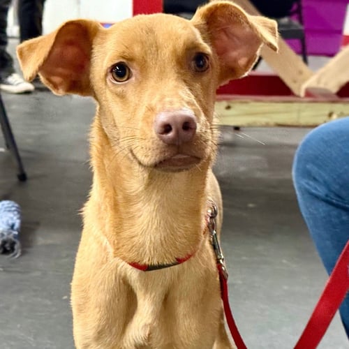 DANIELA - Terrier / Terrier available for adoption