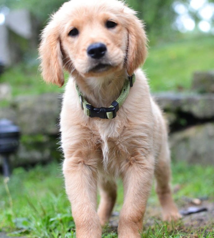 Scout Image