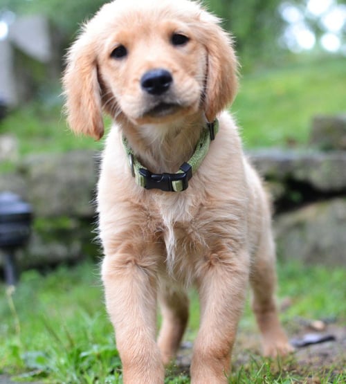 SCOUT - Golden Retriever for adoption in Southaven
