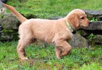 Scout - Photo 2