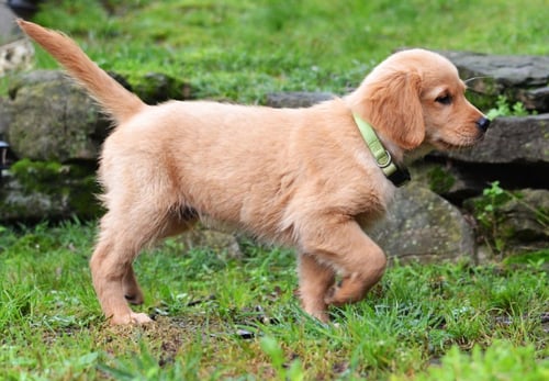 SCOUT - Golden Retriever available for adoption