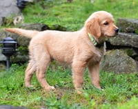 Scout - Photo 3