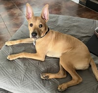 Koda - Photo 3