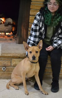 Koda - Photo 4