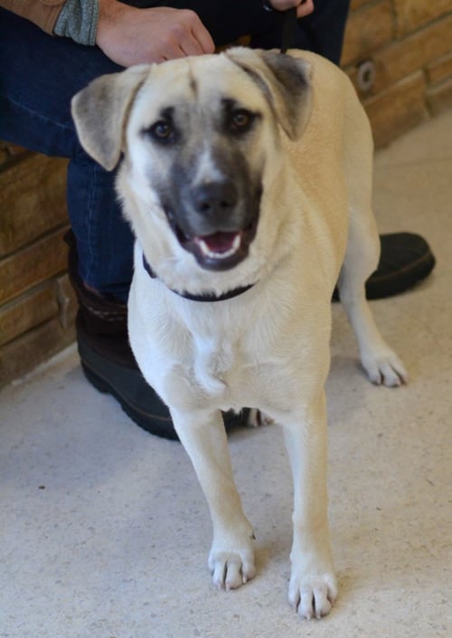 SOPHIE - Shepherd for adoption in Memphis