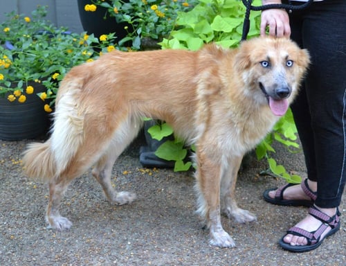 SASHA - German Shepherd Dog / Golden Retriever available for adoption