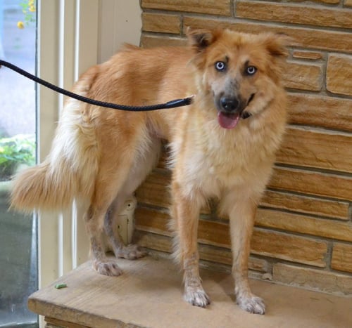 SASHA - German Shepherd Dog / Golden Retriever for adoption in Memphis