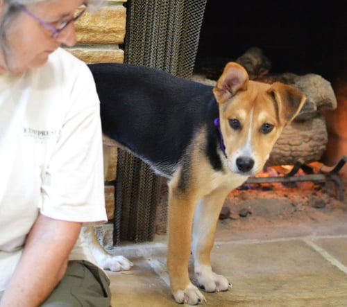 POPPY - Hound / Jack Russell Terrier for adoption in Memphis