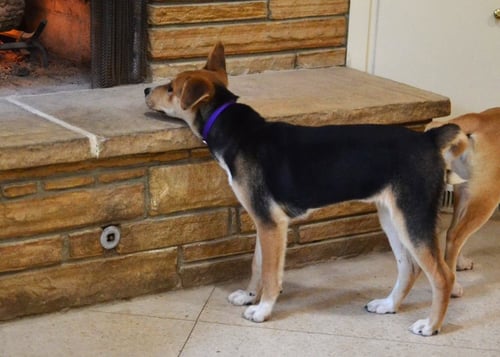 POPPY - Hound / Jack Russell Terrier available for adoption
