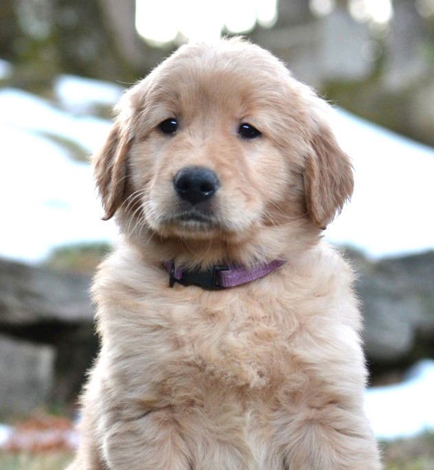 CODY - Golden Retriever available for adoption