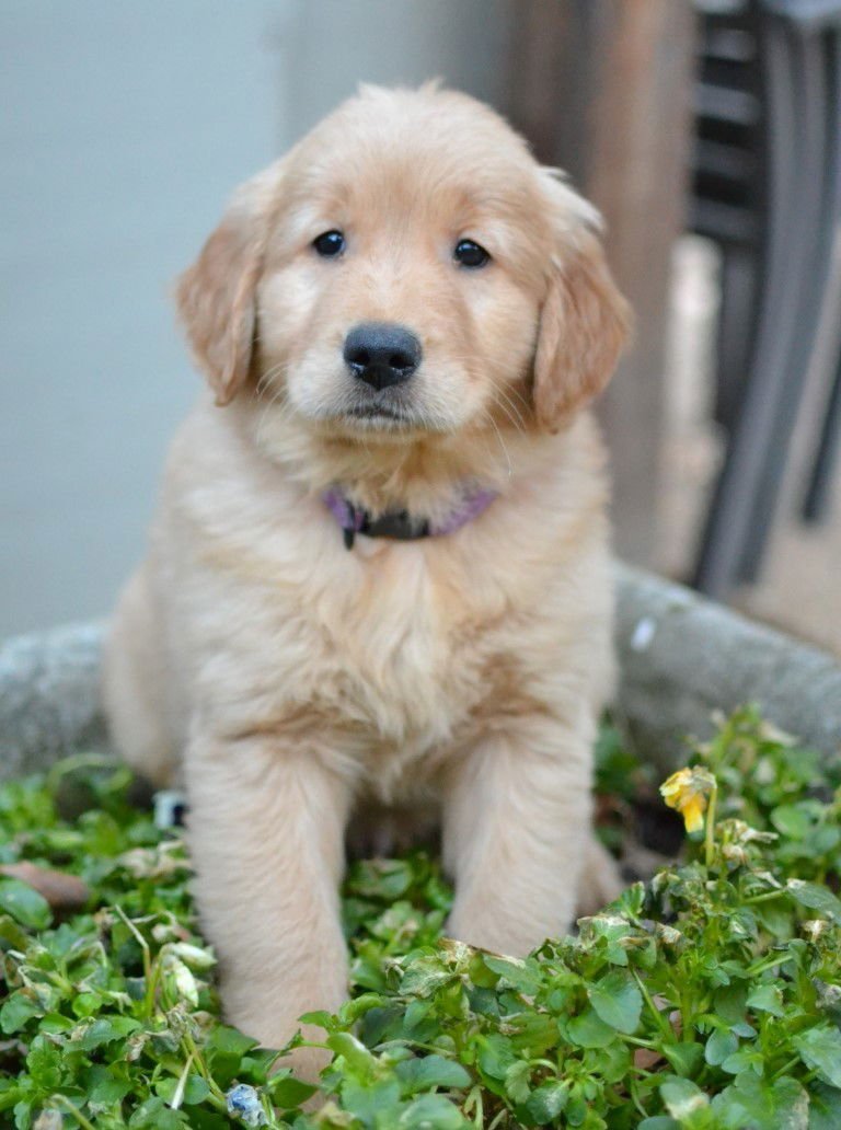 CODY - Golden Retriever available for adoption