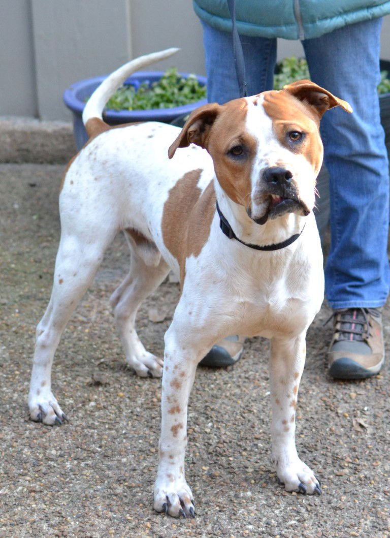 LUCKY - Pit Bull Terrier / Staffordshire Bull Terrier available for adoption