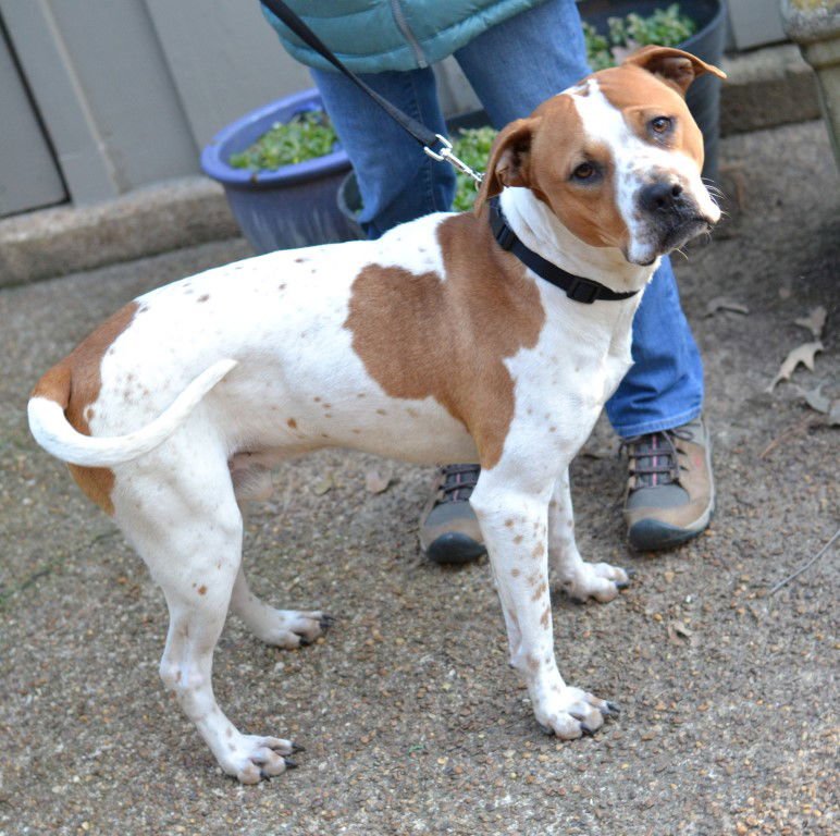 LUCKY - Pit Bull Terrier / Staffordshire Bull Terrier available for adoption