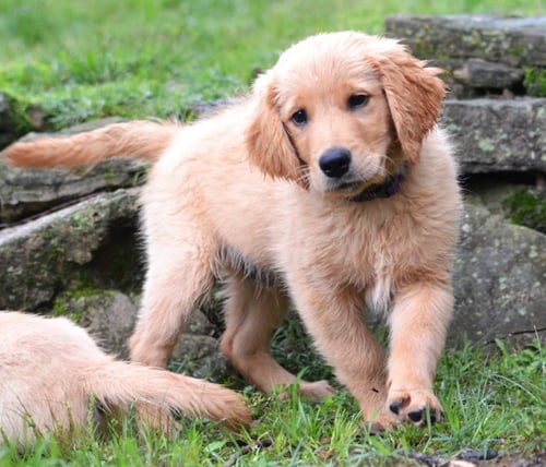SHADOW - Golden Retriever for adoption in Southaven