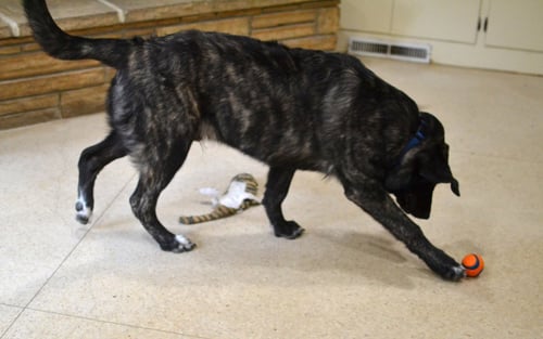 SMOKEY - Golden Retriever / Labrador Retriever available for adoption