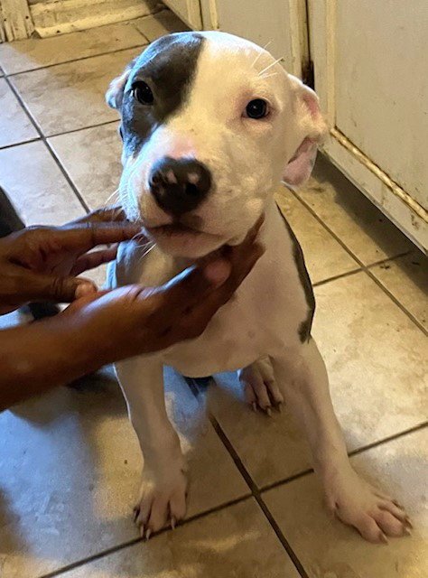 MILO - Pit Bull Terrier for adoption in Memphis