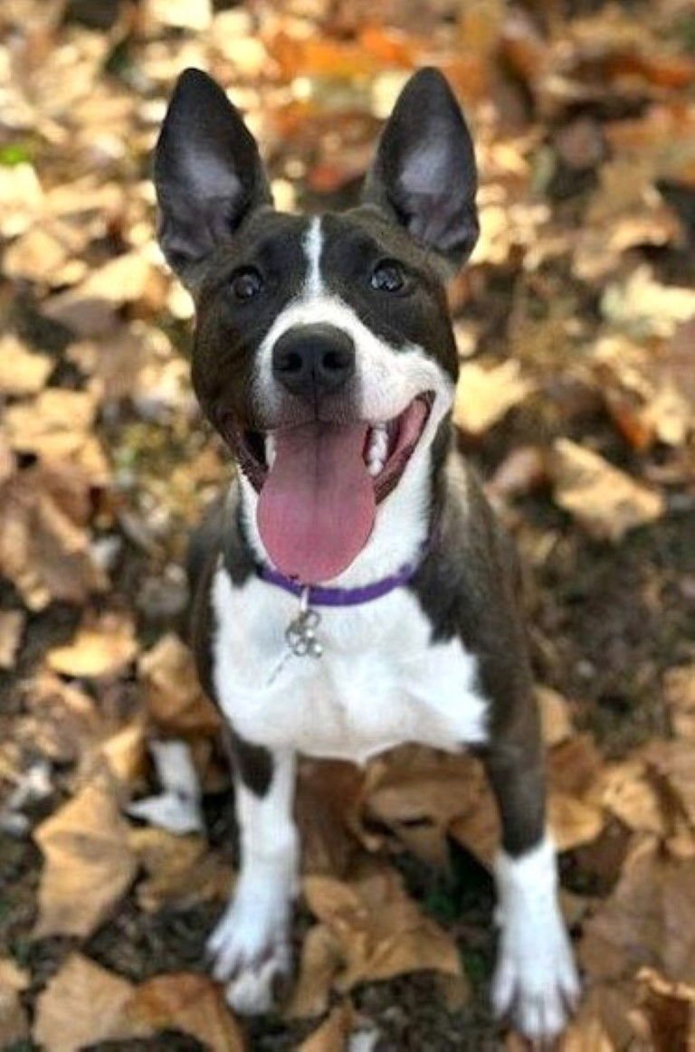 REMY - Husky available for adoption