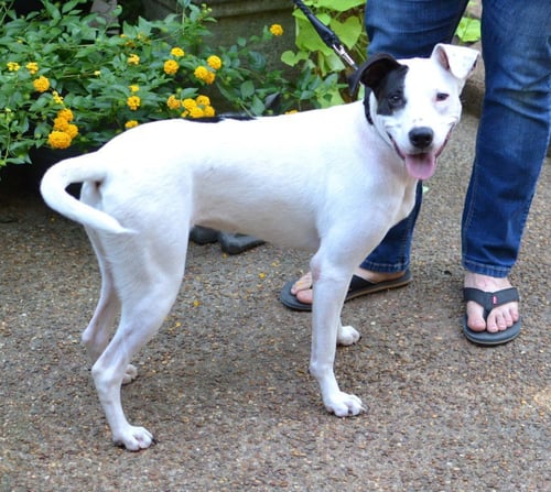 STELLA - Hound / Labrador Retriever available for adoption
