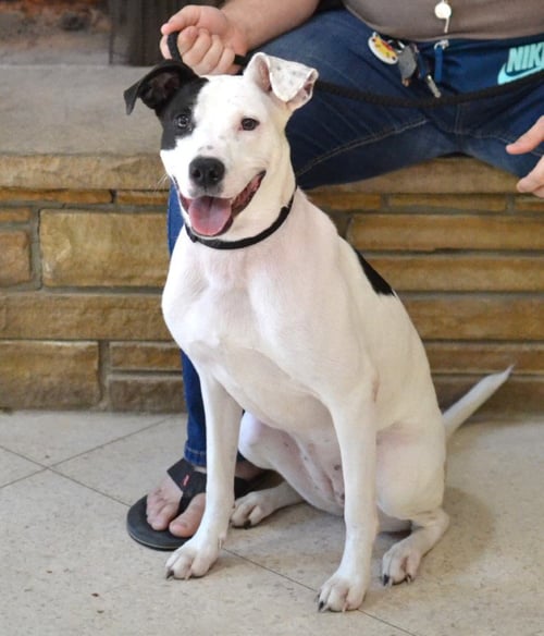 STELLA - Hound / Labrador Retriever for adoption in Memphis