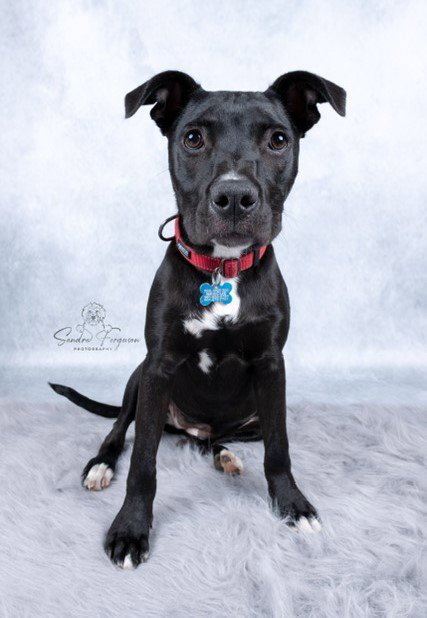 SISSY - Labrador Retriever / Terrier available for adoption