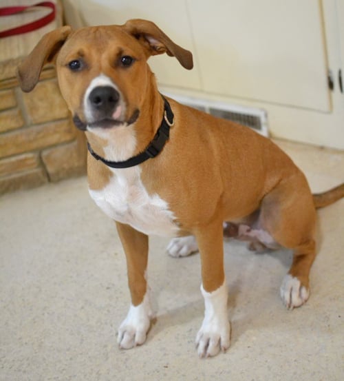 SCOUT - Hound available for adoption