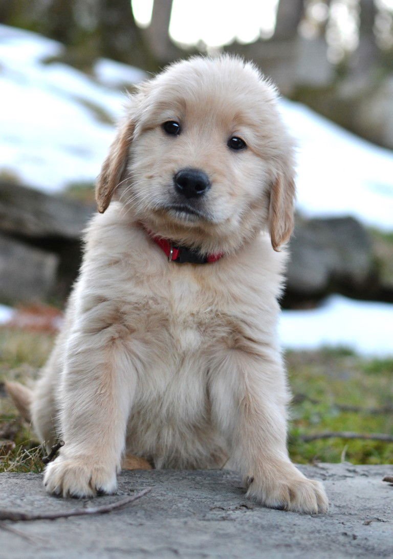 CONNOR - Golden Retriever available for adoption