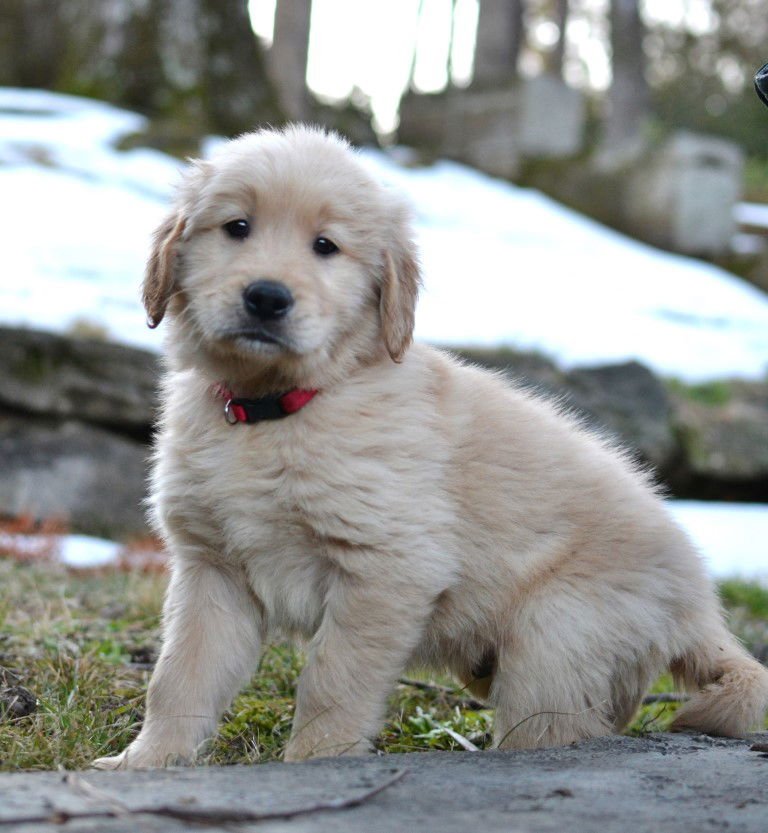 CONNOR - Golden Retriever available for adoption