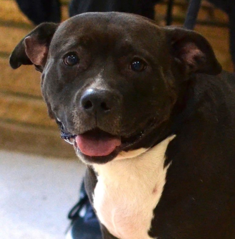 LOLA - Pit Bull Terrier available for adoption