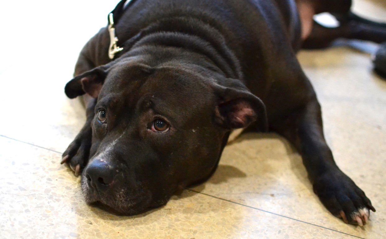 LOLA - Pit Bull Terrier available for adoption