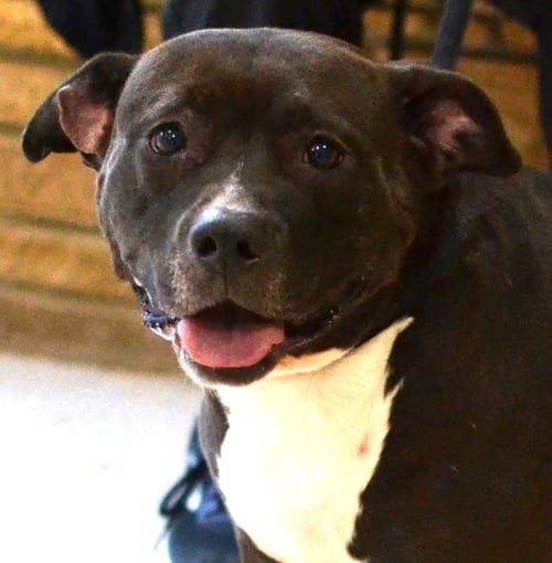 LOLA - Pit Bull Terrier for adoption in Memphis