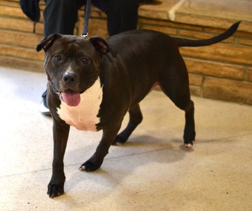 LOLA - Pit Bull Terrier available for adoption