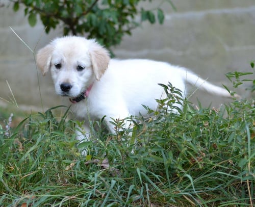 HONEY - Golden Retriever available for adoption