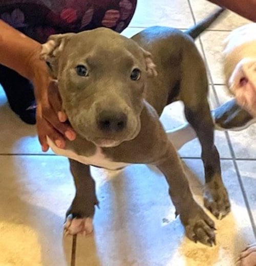MISTY - Pit Bull Terrier for adoption in Memphis