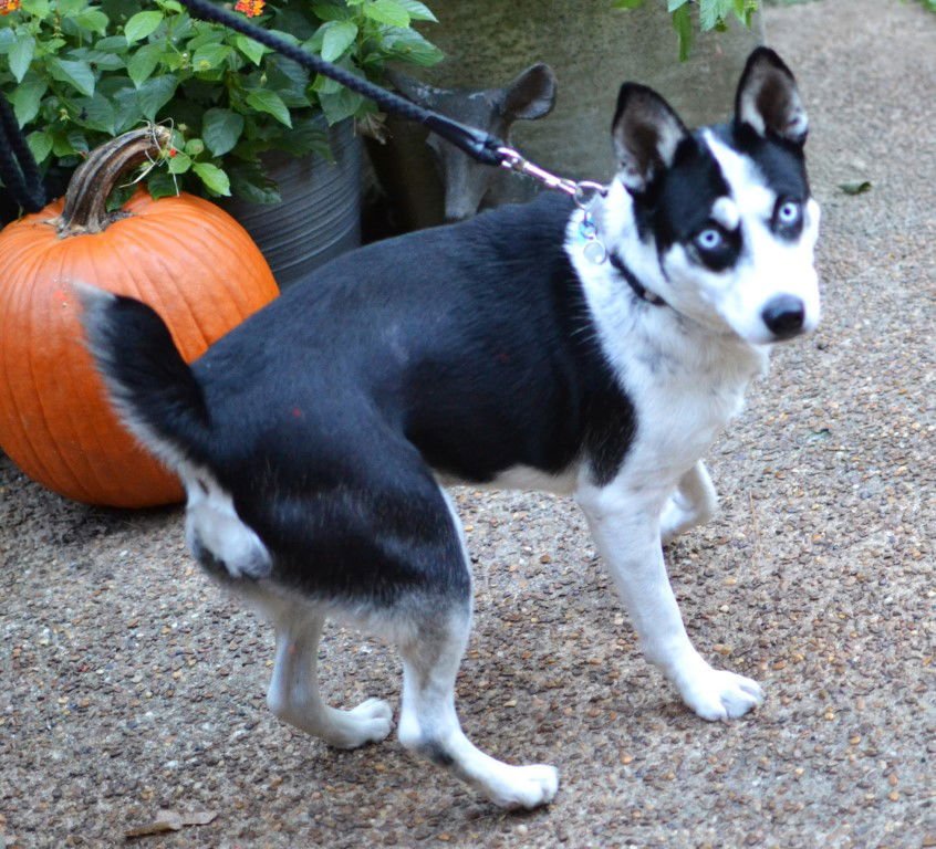 SHEBA - Husky available for adoption