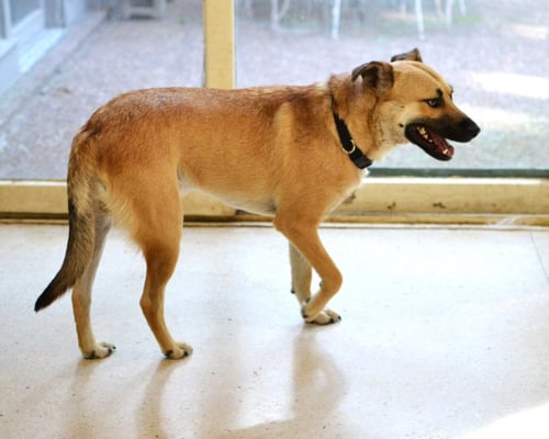 WOODY - German Shepherd Dog available for adoption