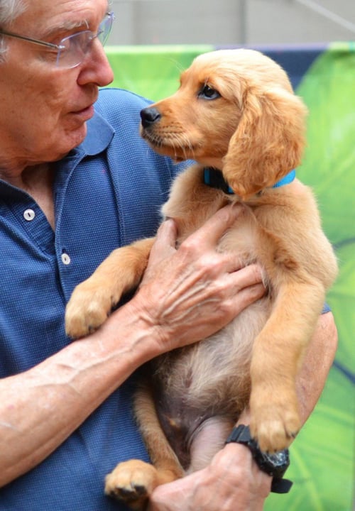 SAM - Golden Retriever available for adoption