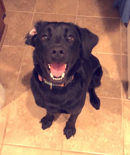 BUNNY - Labrador Retriever for adoption in Memphis