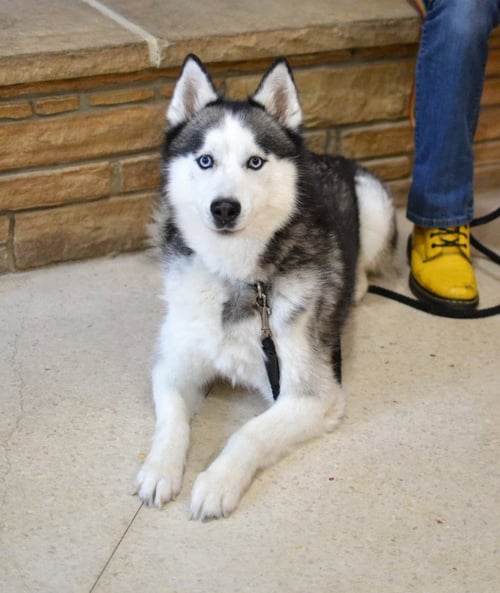 WHISKEY - Siberian Husky / Golden Retriever for adoption in Memphis